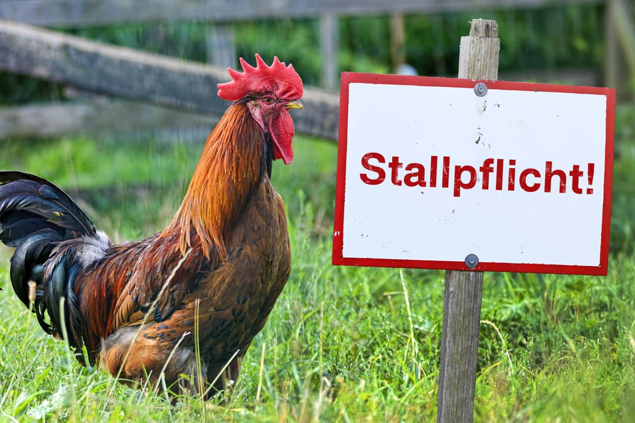 Vogelgrippe-im-Landkreis-G-ttingen-ausgebrochen