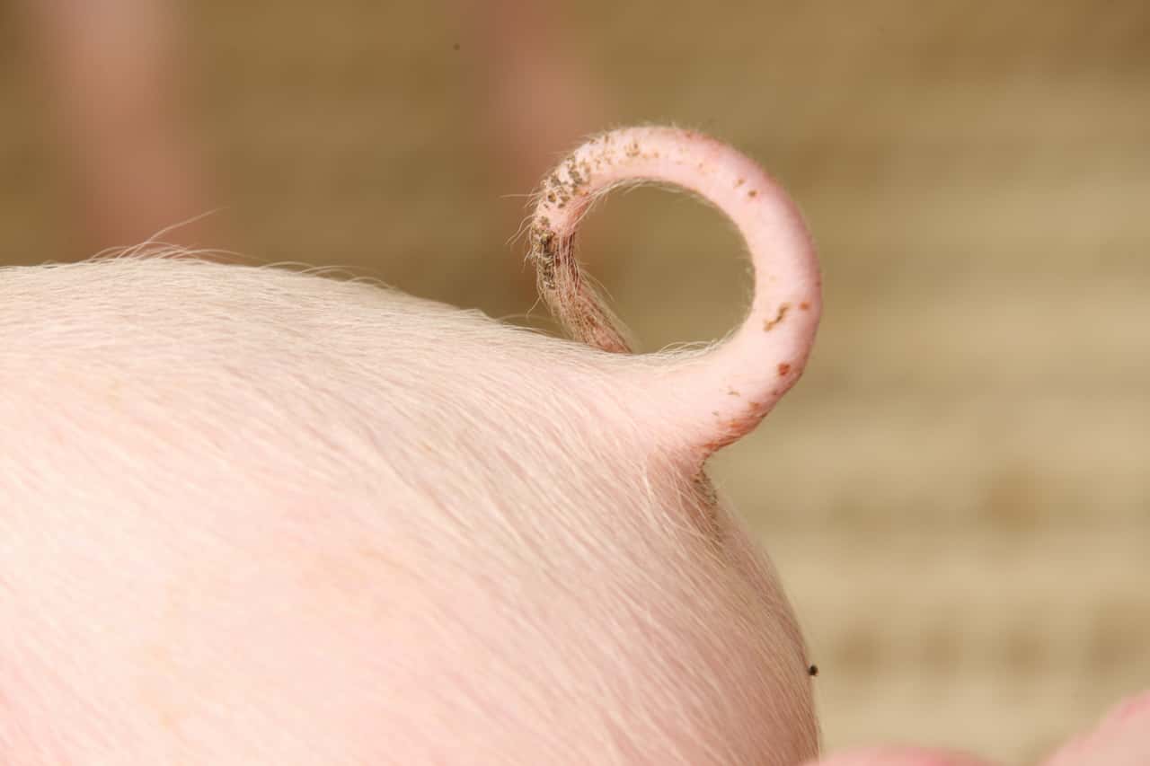 Workshop-Dank-Best-Practices-klappt-s-mit-dem-Ringelschwanz