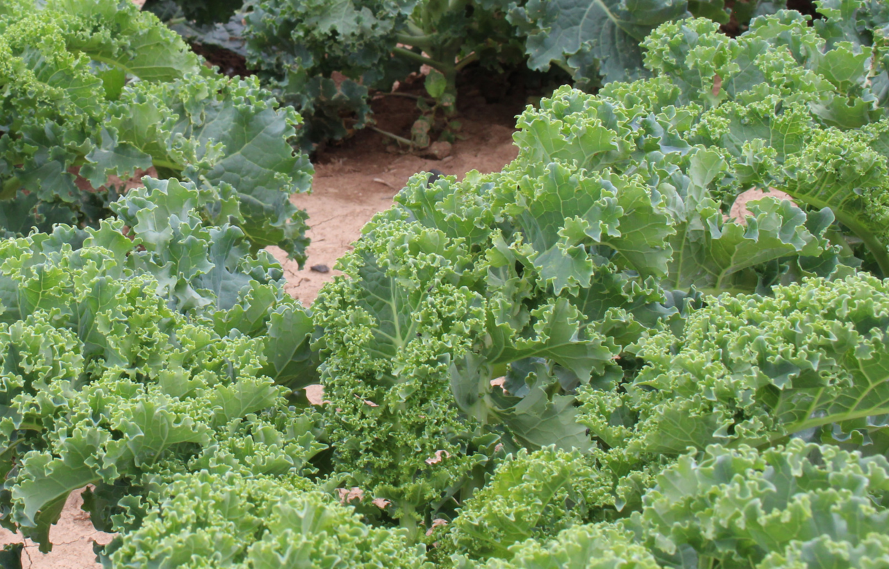 Weniger-Pflanzenschutzmittelr-ckst-nde-in-Lebensmitteln-aus-Deutschland