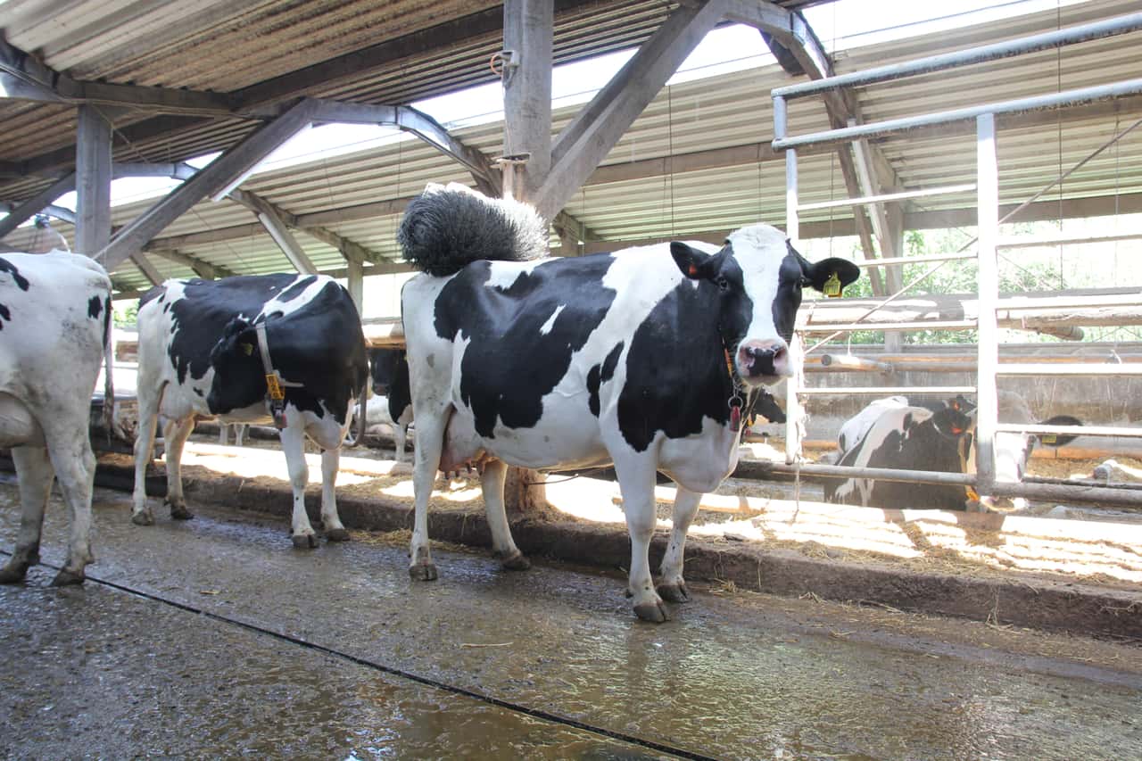 So-z-chtet-Landwirt-Focko-Smit-eine-milchstarke-Herde-mit-Triple-A