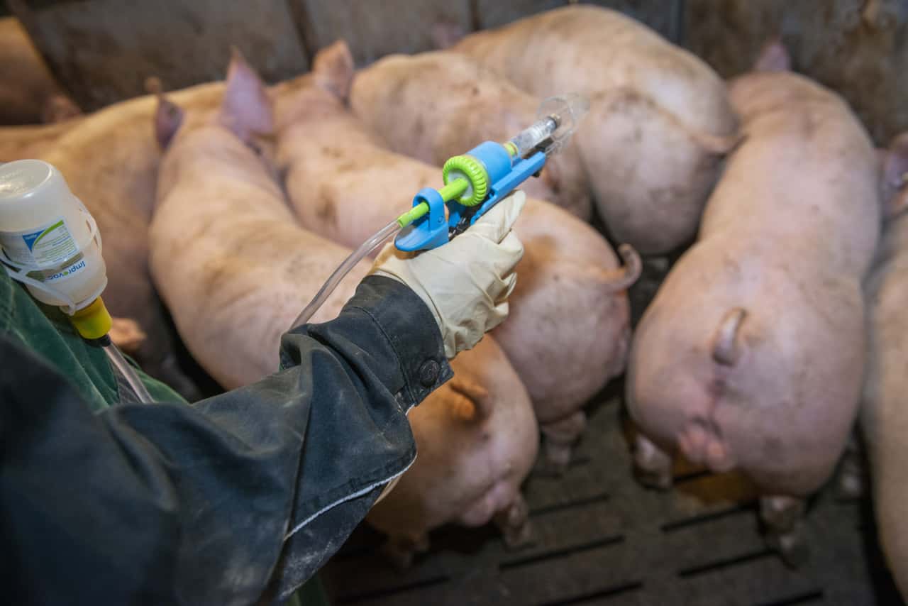 So-funktioniert-die-Impfung-gegen-Ebergeruch