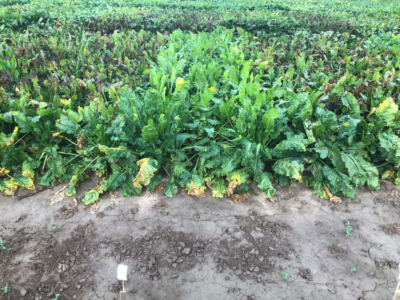 R-ben-Diese-Sorten-haben-die-Nase-vorn