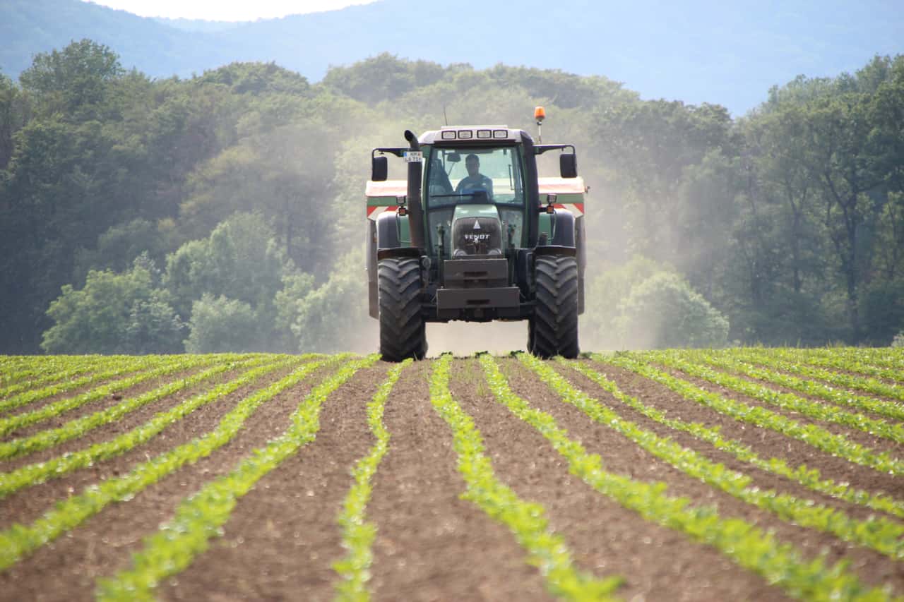 Sugar beets: What to consider when fertilizing