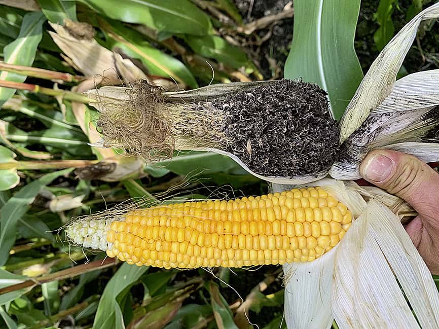 Maiskopfbrand-Die-richtige-Sorte-hilft