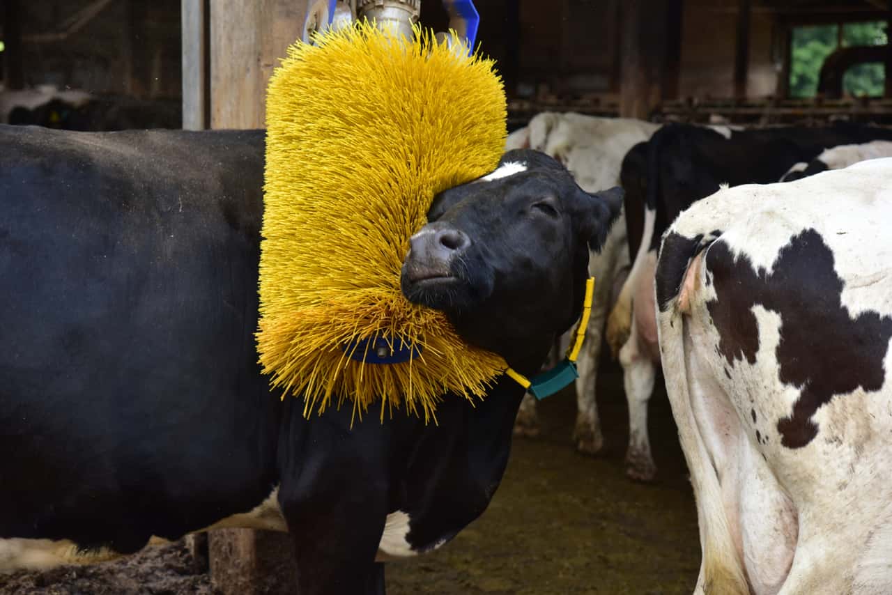 Th-nen-Institut-Neues-Informationsportal-zur-Tierwohlplanung