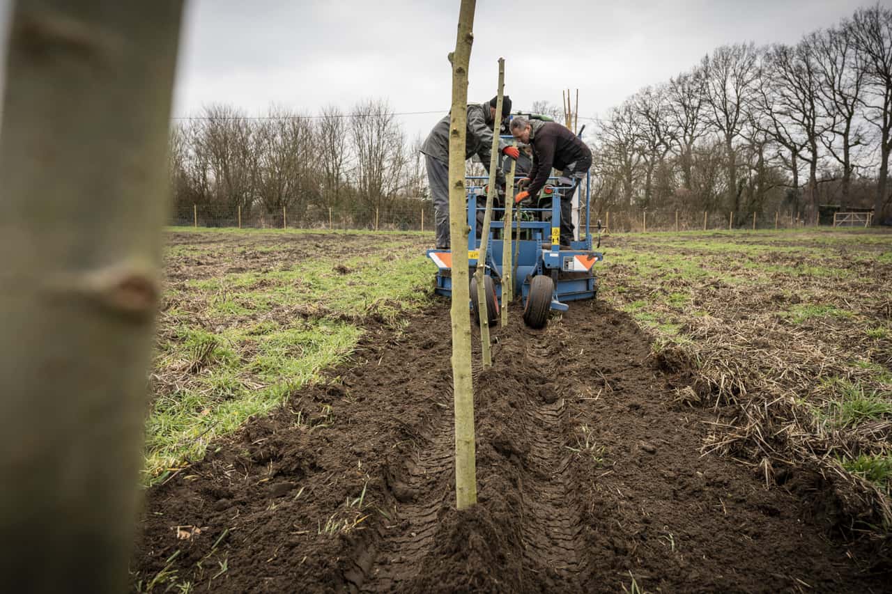 Bund-stellt-30-Mio-f-r-Agroforst-und-Hecken-bereit