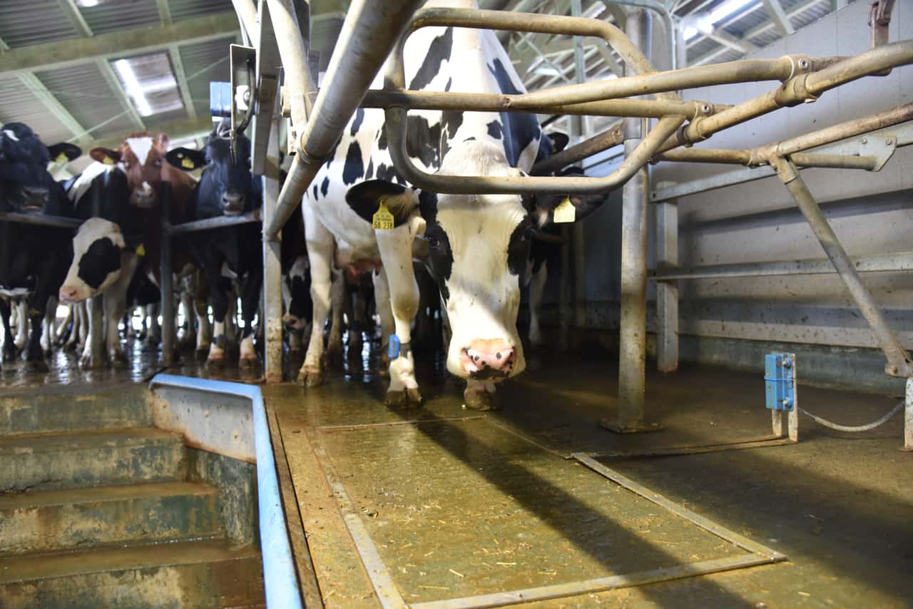 Milchpreise-Ende-der-Talfahrt-in-Sicht-