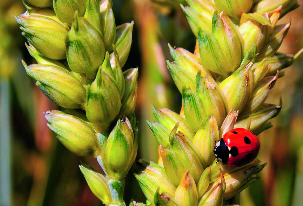 Integrierter-Pflanzenschutz-jetzt-umsetzen-