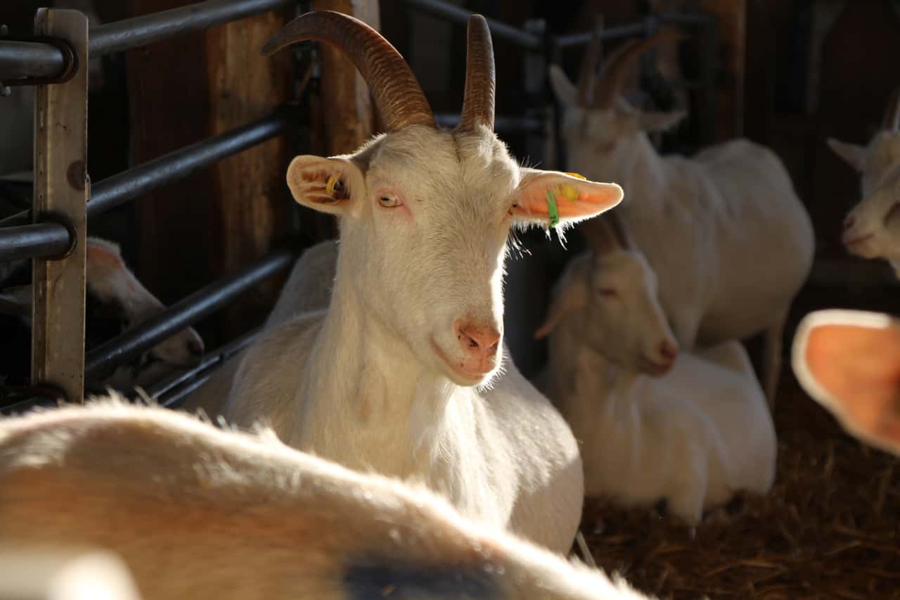 More than just a hobby: How goat milk is produced in Germany