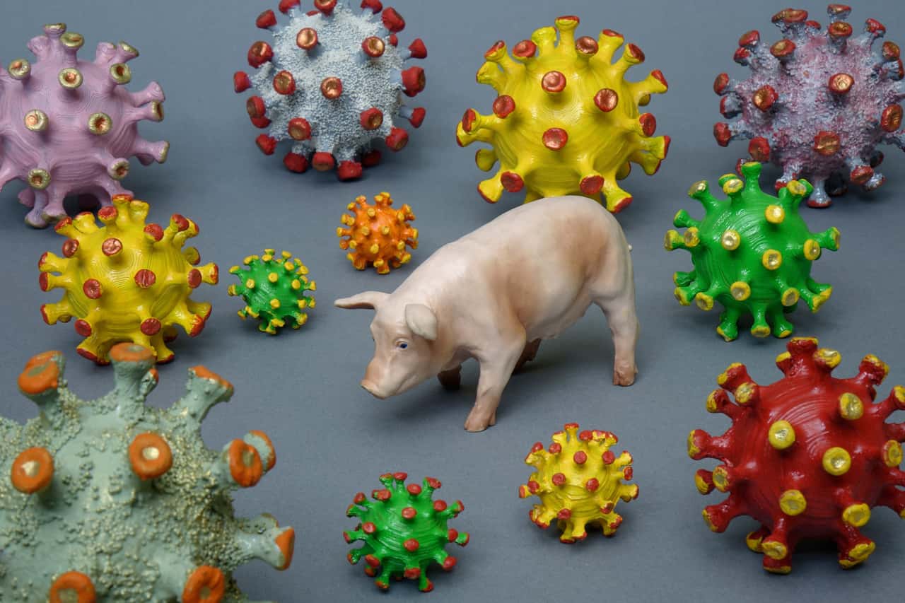 ASP-Studie-zeigt-fr-hen-Zusammenbruch-der-Immunabwehr-von-infizierten-Schweinen