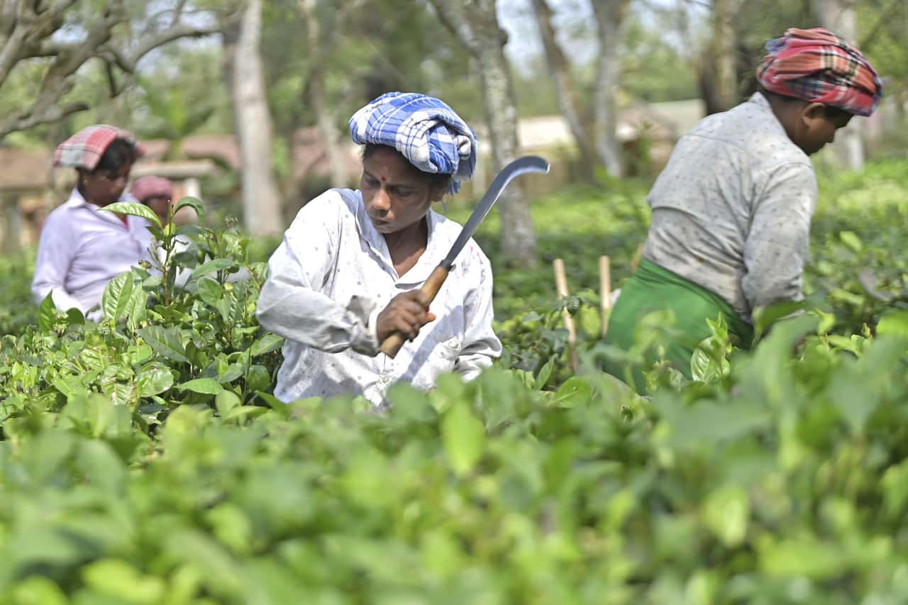 EU-Freihandel-mit-Indien-erstmal-ohne-Landwirtschaft-
