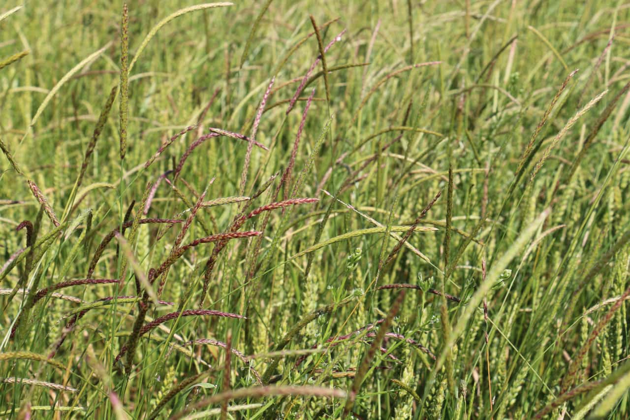 Chemischer-Pflanzenschutz-in-Bedr-ngnis-Es-ist-h-chste-Zeit-zu-handeln-