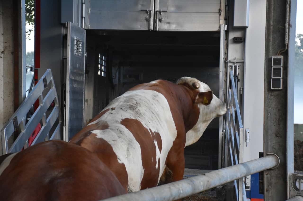 Rinderpreise-auf-Rekordniveau-Hackfleisch-ist-der-Absatzhit