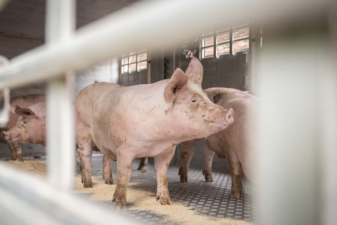 Schweinepreis-am-Boden-Ferkelmarkt-entt-uscht-auf-ganzer-Linie