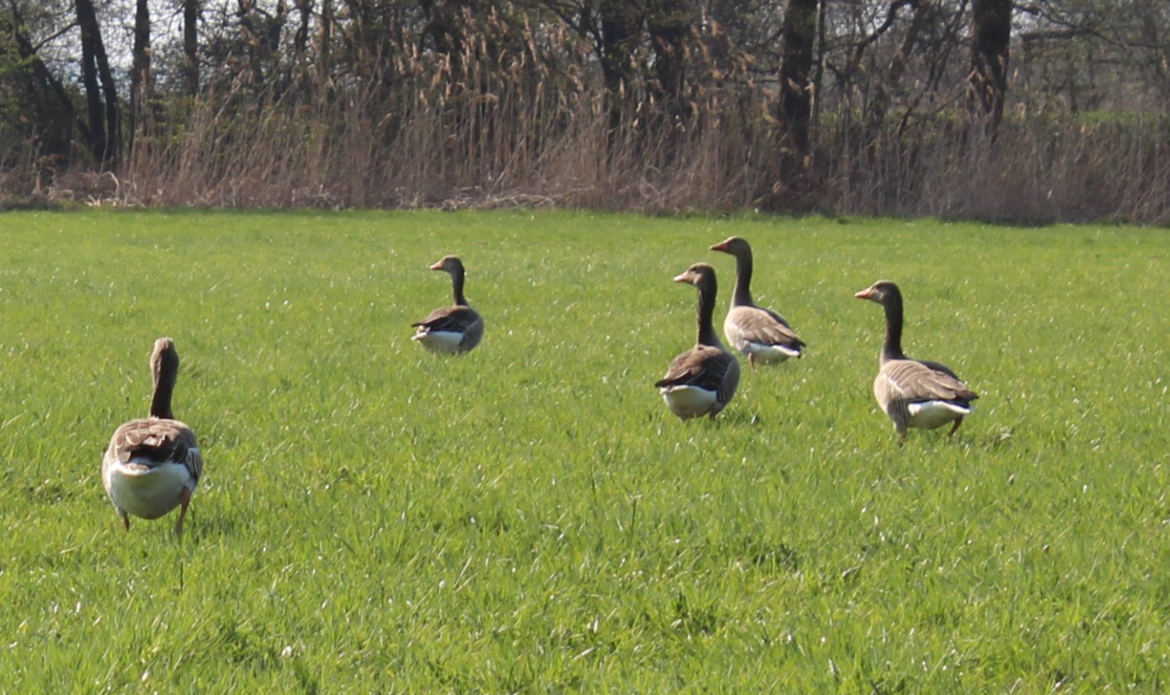 Schleswig-Holstein-verl-ngert-unb-rokratische-Entsch-digung-von-G-nsefra-