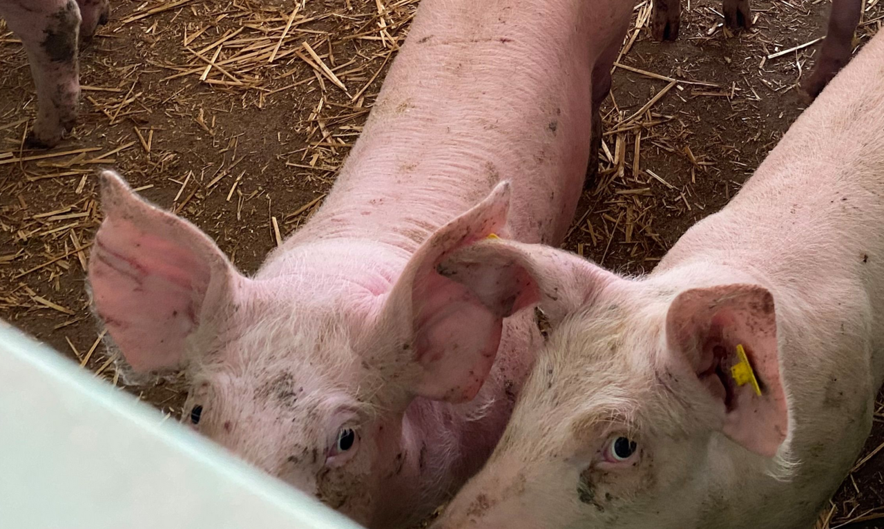 Preise-f-r-Schlachtschweine-europaweit-gesunken