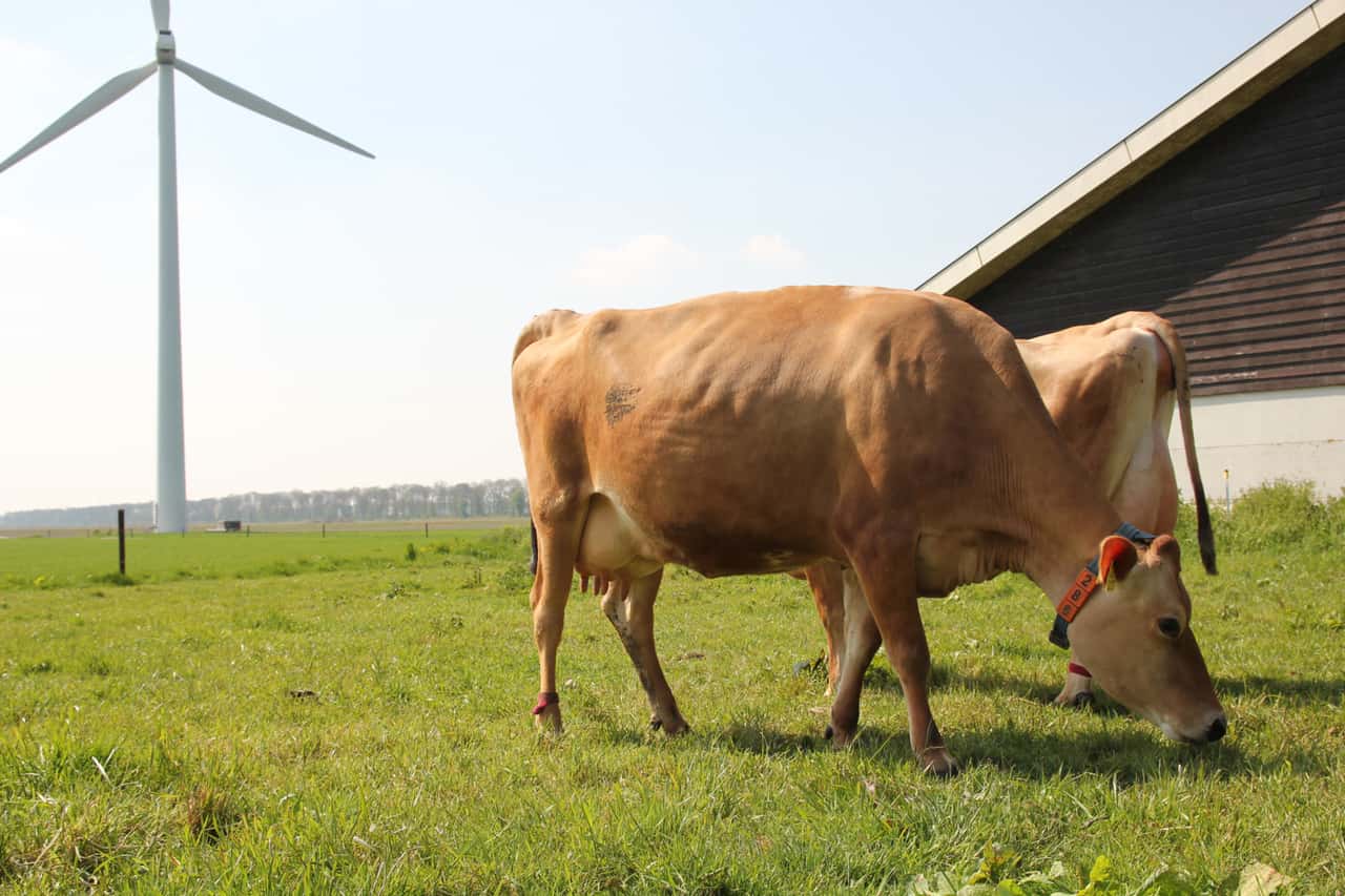 Niederl-ndische-Kuh-hat-sich-mit-dem-Vogelgrippevirus-infiziert