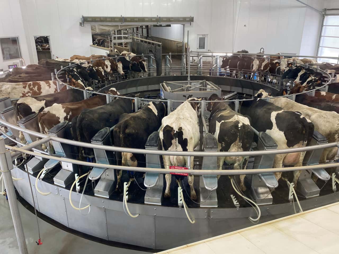 Milchproduktion-weltweit-Deutschland-EU-Neuseeland-und-Argentinien-legen-zu