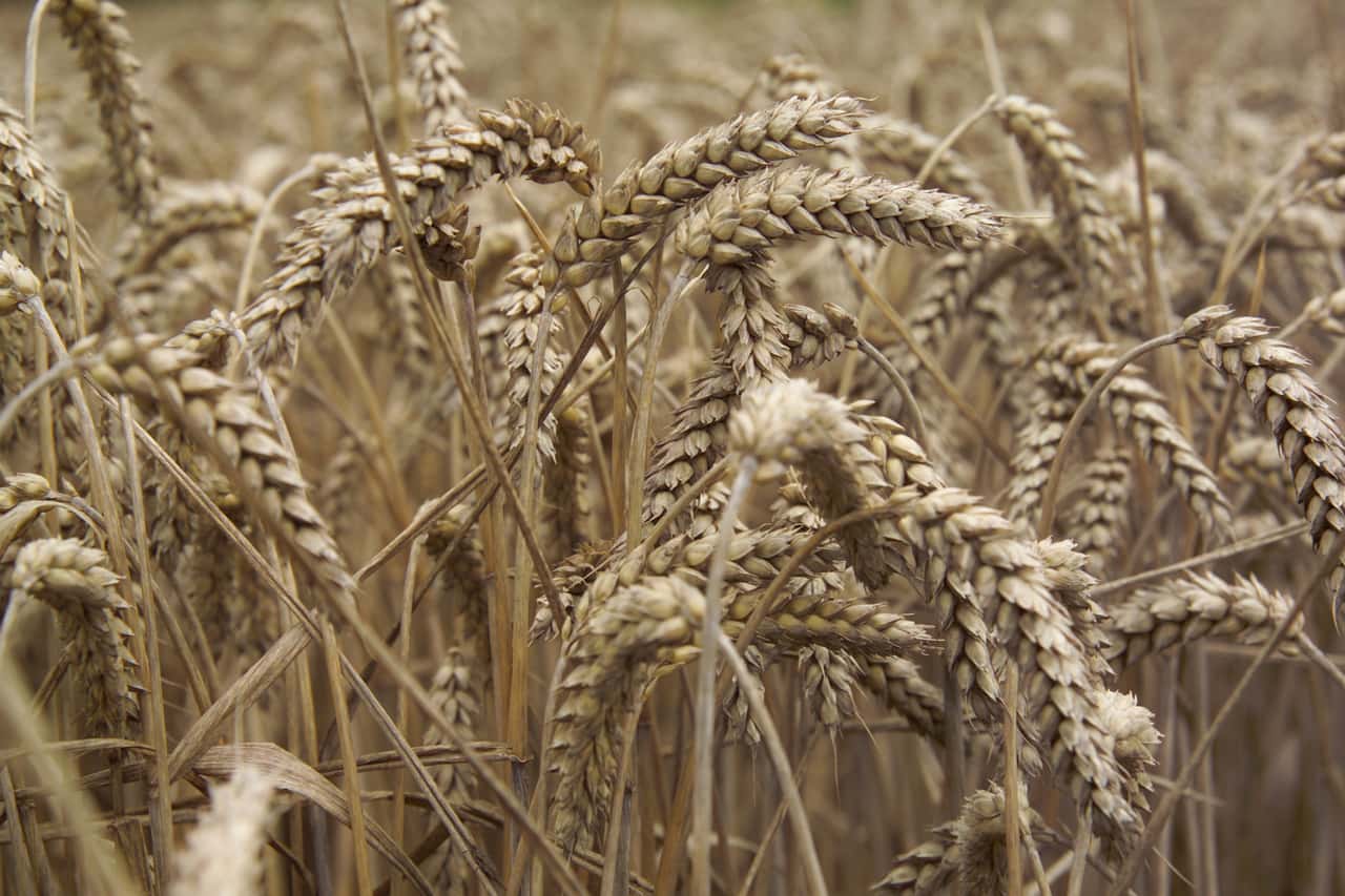 US-Weizen-klettert-auf-Sechswochenhoch