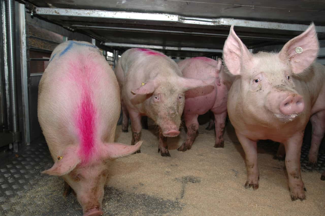 -In-Schleswig-Holstein-brechen-die-Strukturen-zur-Schweinevermarktung-weg-