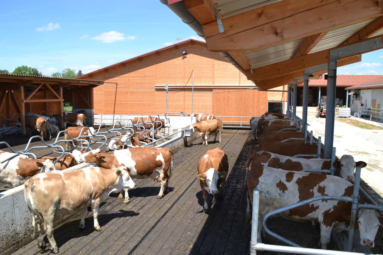 Aktivere-K-he-durch-Stallumbau