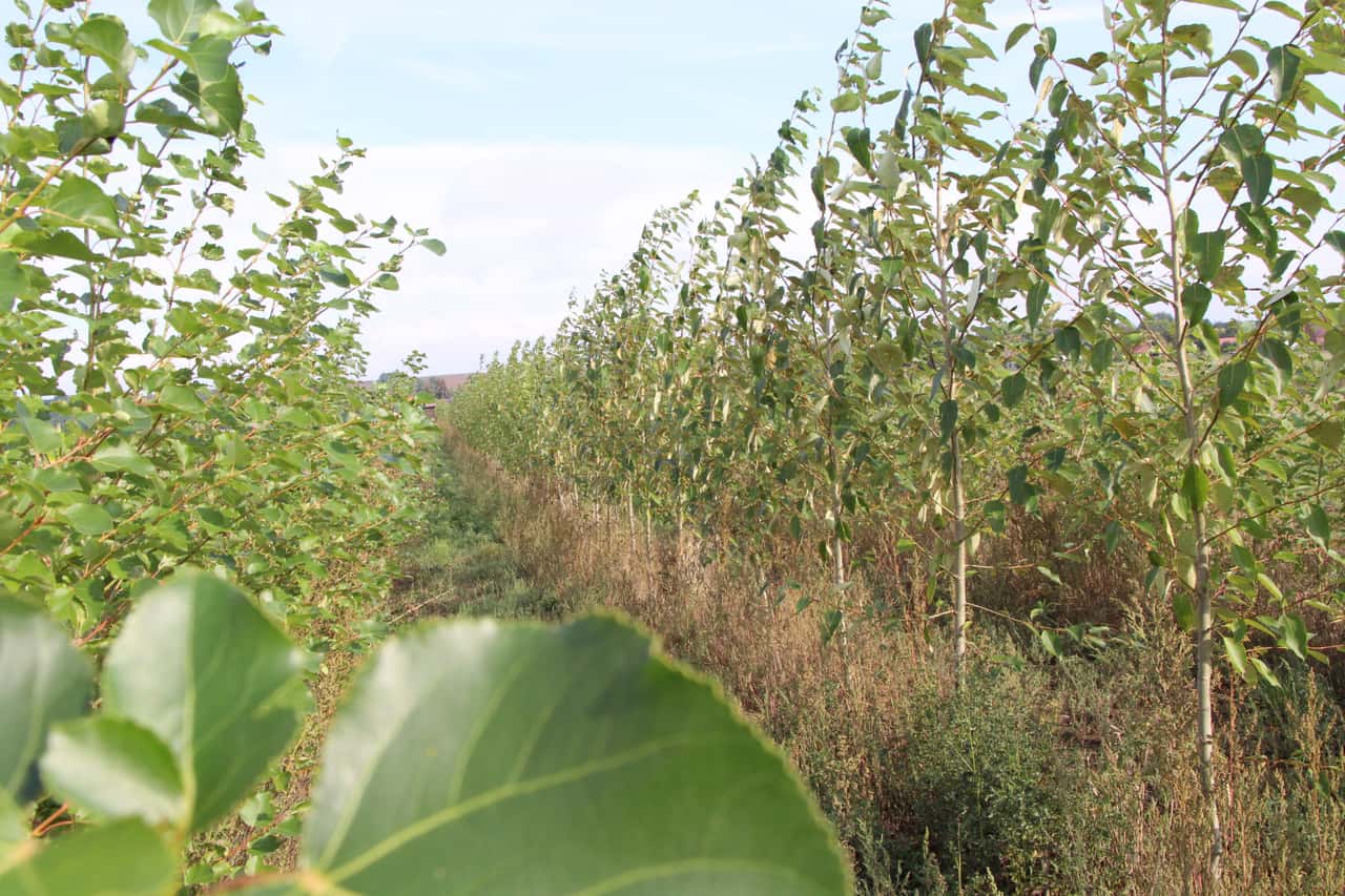Fl-chenanalyse-f-r-Agroforst-in-Niedersachsen-zeigt-erhebliche-Potenziale