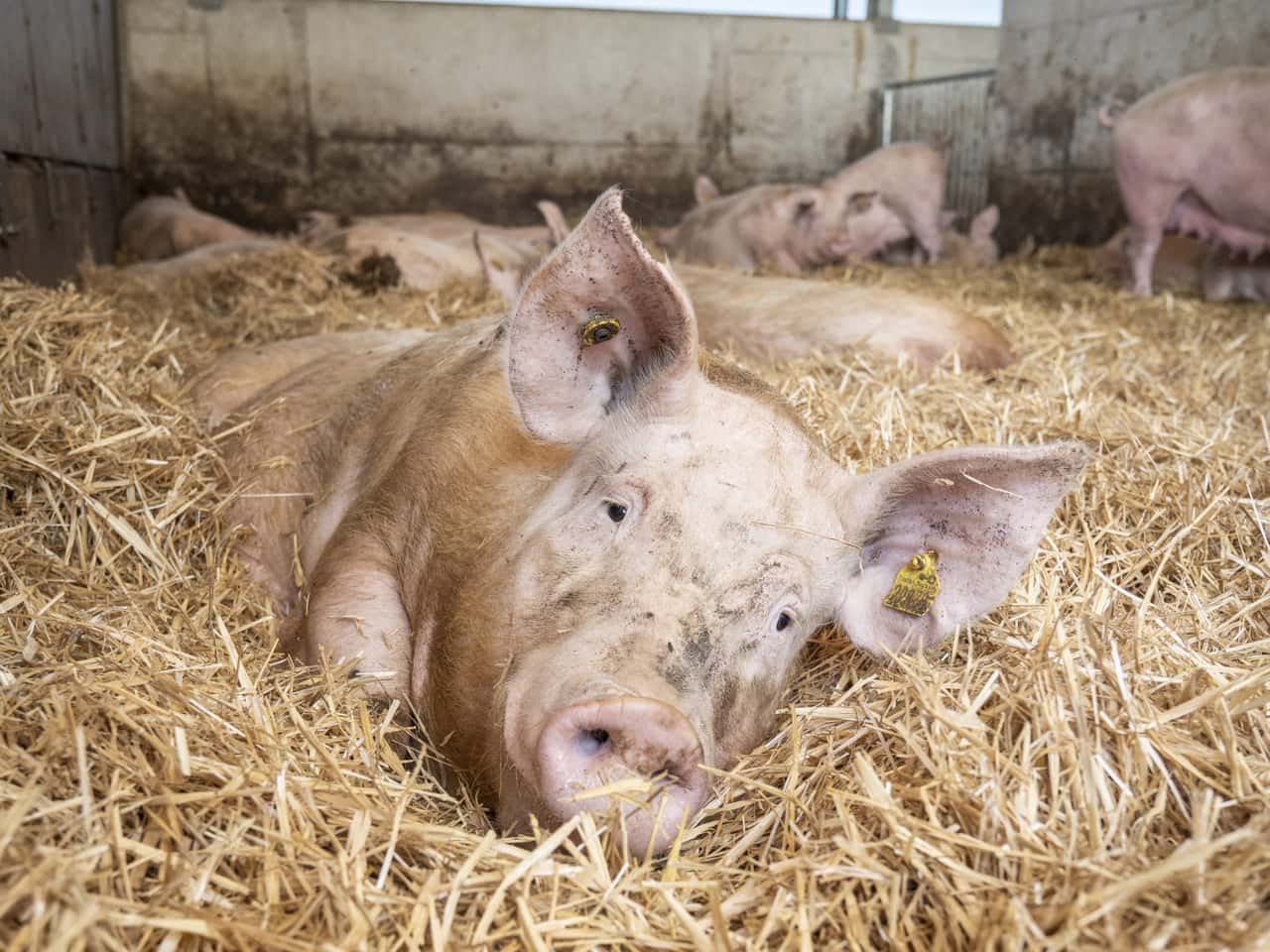 Millionenprojekt-Bau-der-Zukunftswerkstatt-Schwein-beginnt