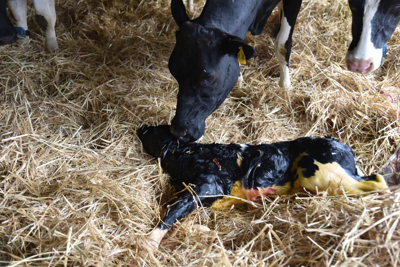 Schwache-K-lber-retten-Diese-Handgriffe-helfen-direkt-nach-der-Geburt