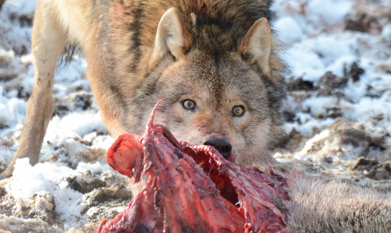 W-lfe-t-ten-elf-Schafe-Trotz-hohem-Zaun-und-Schutzhund