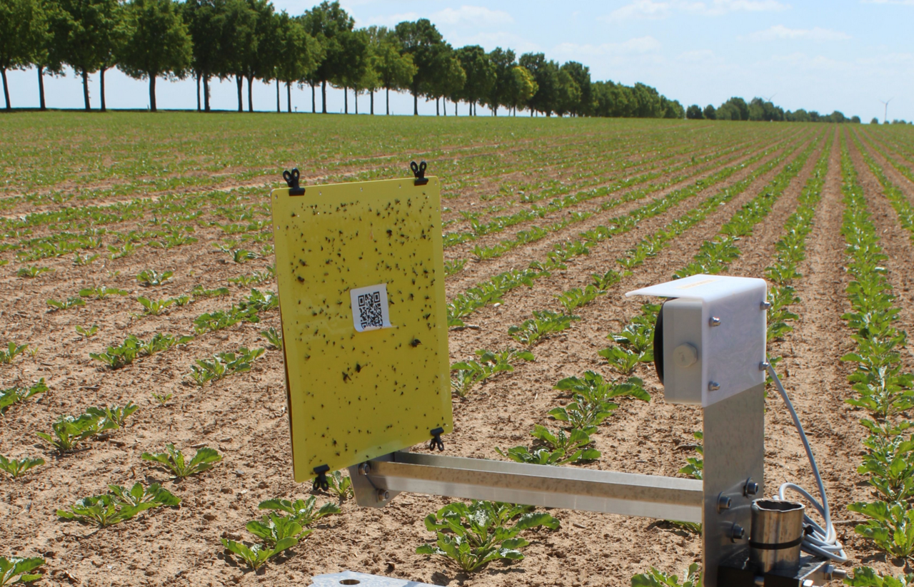 Schadpotenzial-durch-Schilf-Glasfl-gelzikade-gr-er-als-gedacht