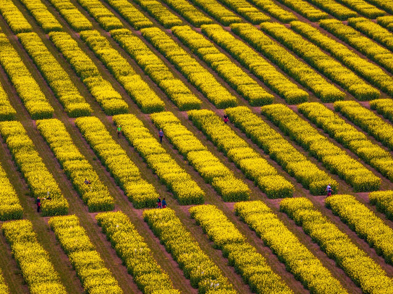 Neue-Z-chtungstechniken-EU-Umweltpolitiker-stimmen-Deregulierung-zu