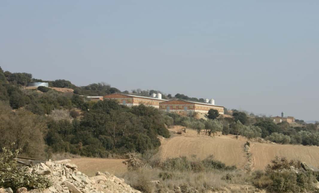 Spanien-Ferkelnachfrage-zieht-wieder-an