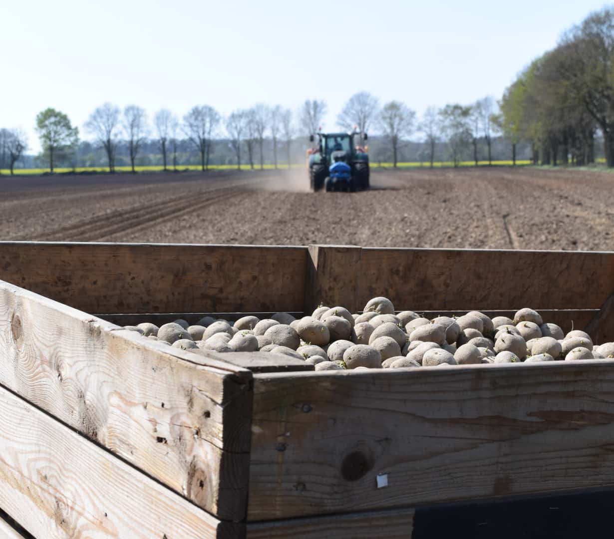 Kartoffelanbau-EW-Group-bernimmt-Z-chter-Solynta