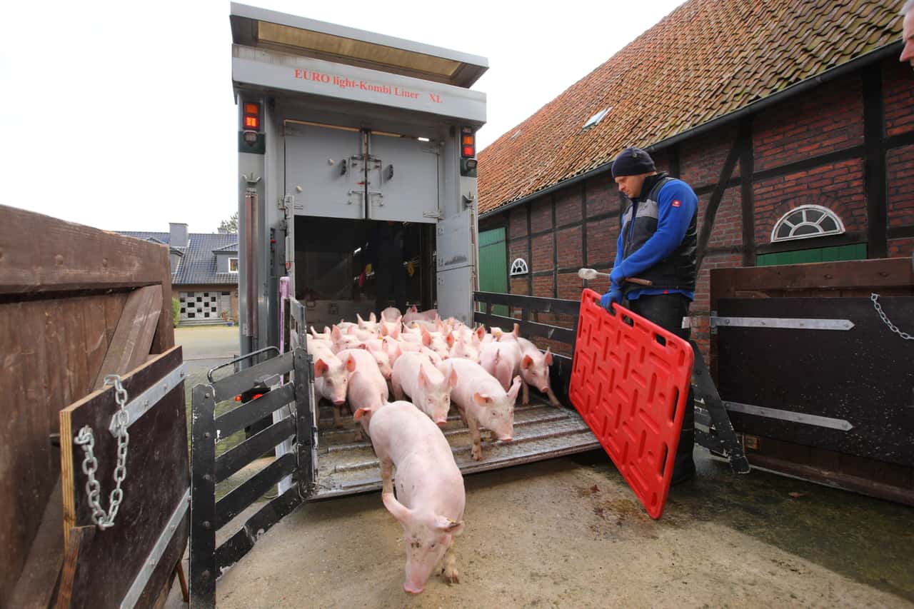 Schweineimporte-aus-Holland-brechen-ein-D-nen-stabil