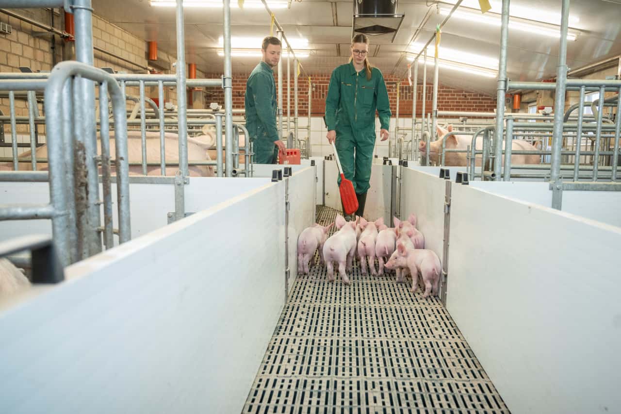 Katerstimmung-in-der-Schweinehaltung