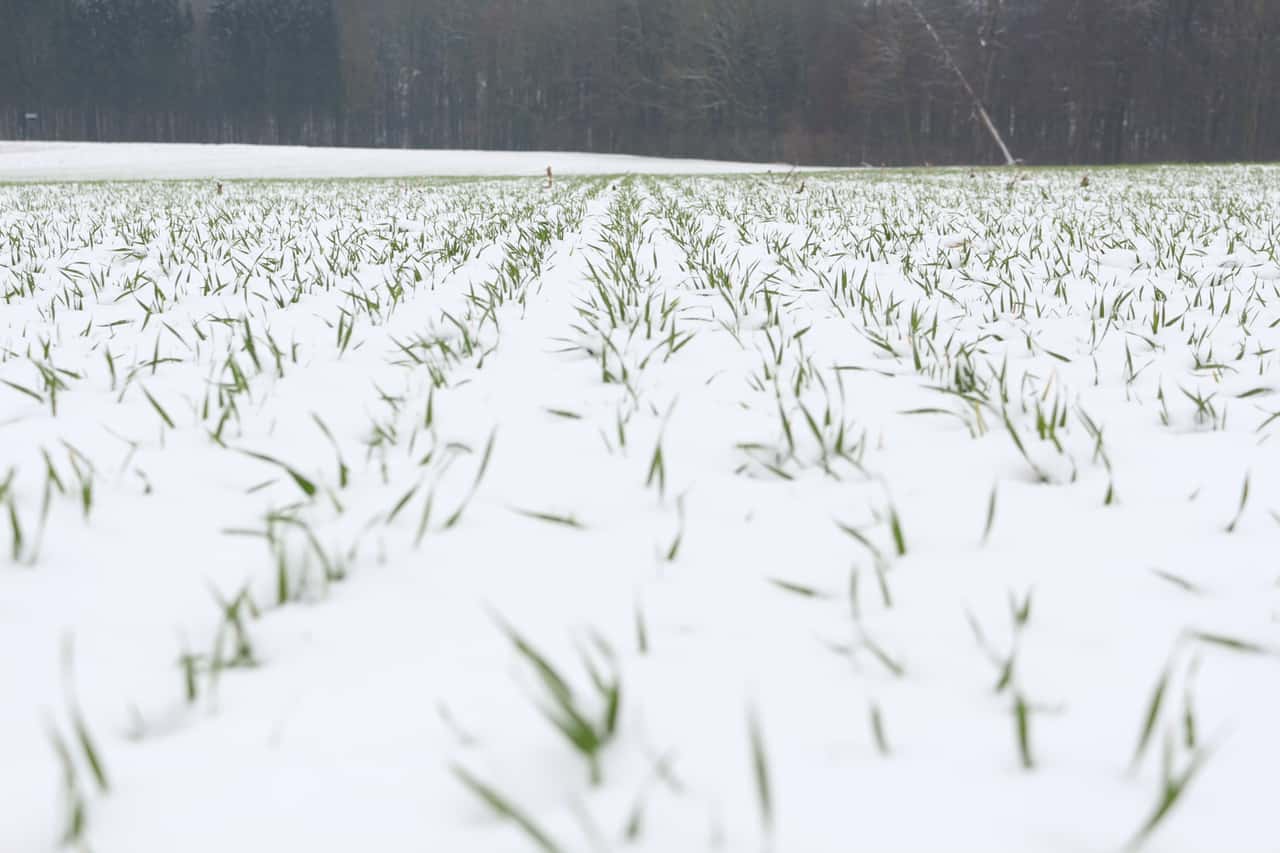 Weizenpreise-in-der-Defensive-Raps-fester-Wie-Sie-jetzt-am-besten-vermarkten