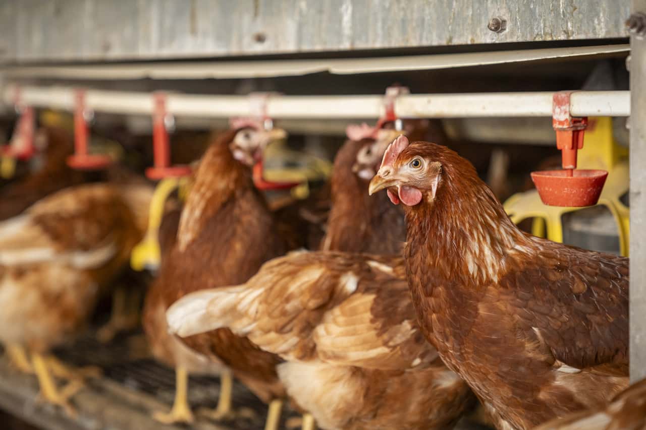 Neue-Vogelgrippe-F-lle-im-Harz-und-an-der-Mecklenburger-Seenplatte