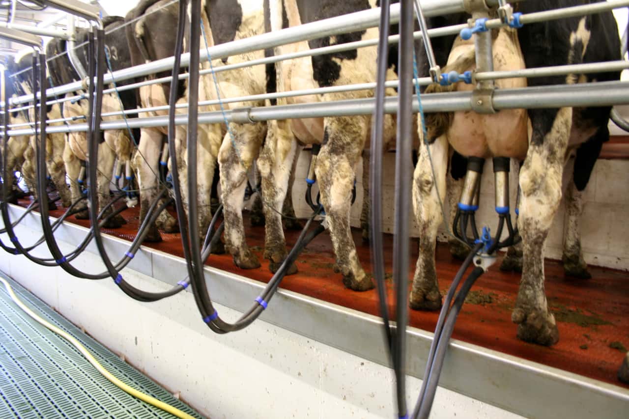Rohstoffwert-Milch-sinkt-im-Januar-auf-30-3-Cent