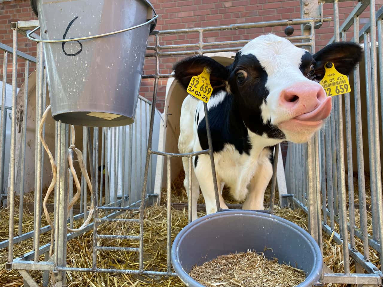 Elektrolyte-f-r-vitale-K-lber