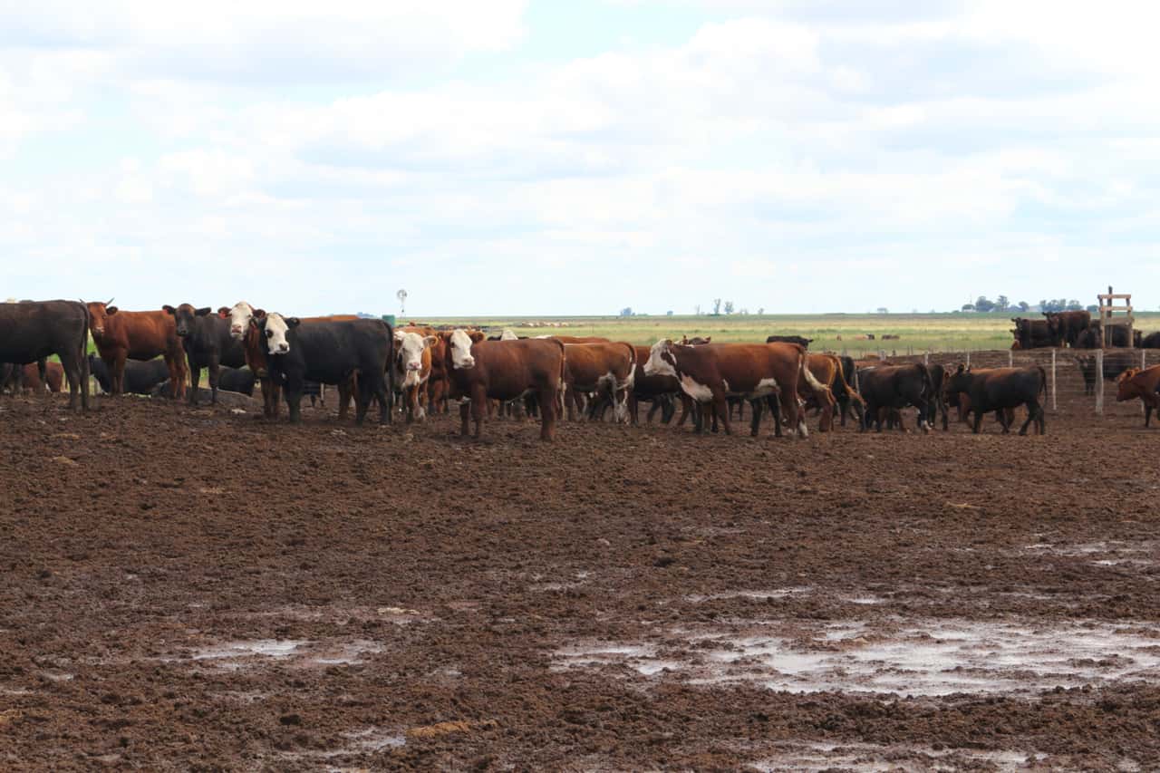 Deutsche-Rindfleischimporte-steigen-um-9-Prozent