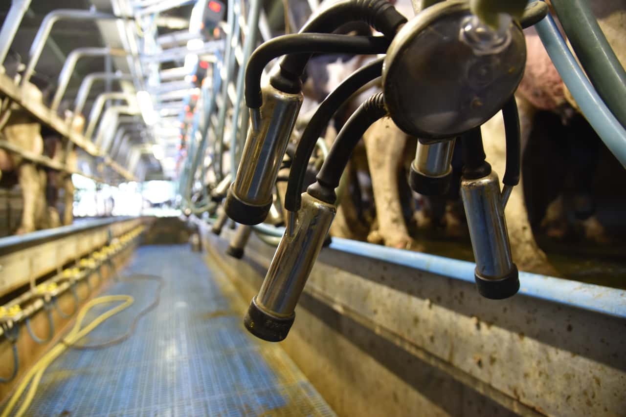 USA-Polen-UK-So-viel-Milch-wie-noch-nie-China-stagniert