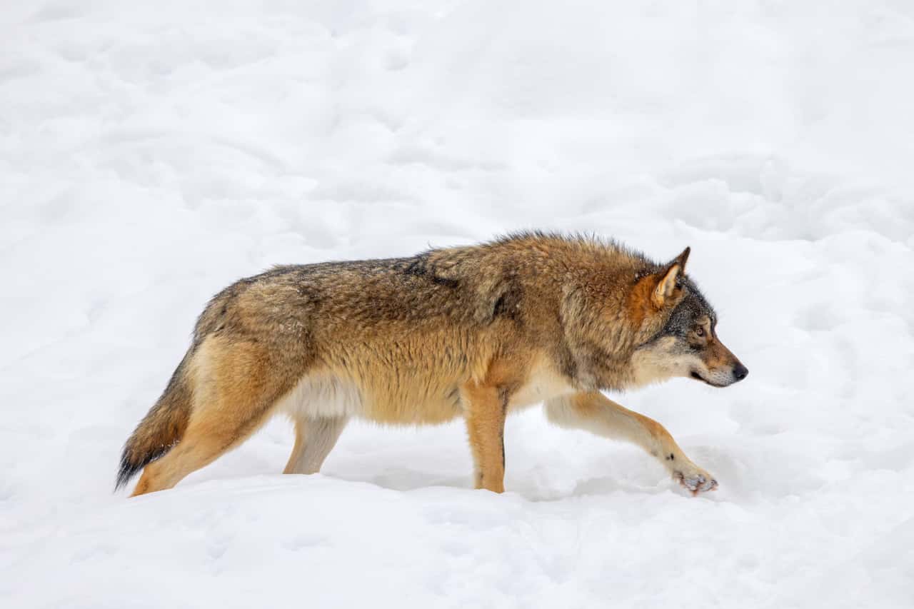 Schwedisches-Gericht-stoppt-Wolfsjagd