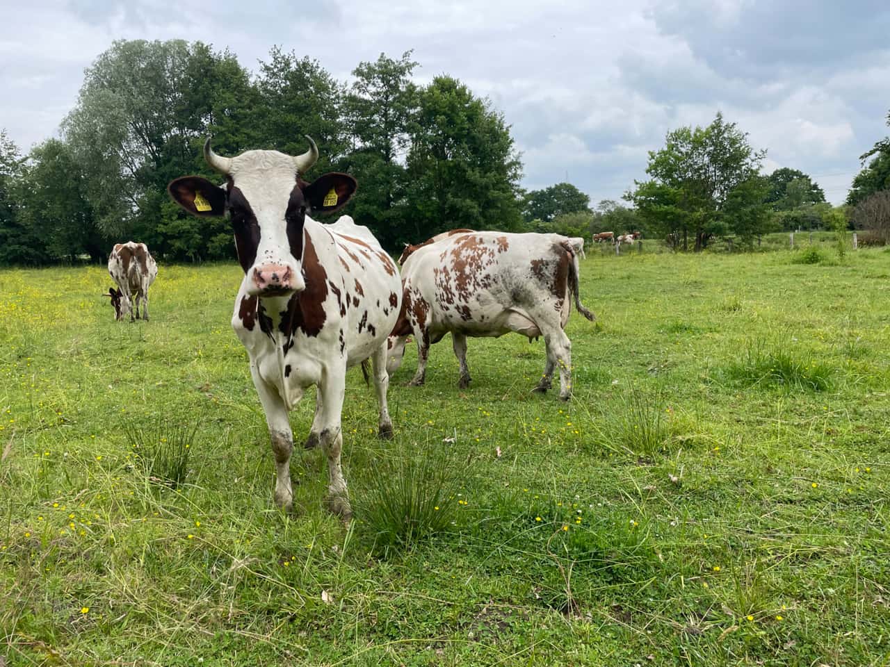 Bio-Milchpreis-sinkt-Abstand-zu-Konventionellen-w-chst-trotzdem