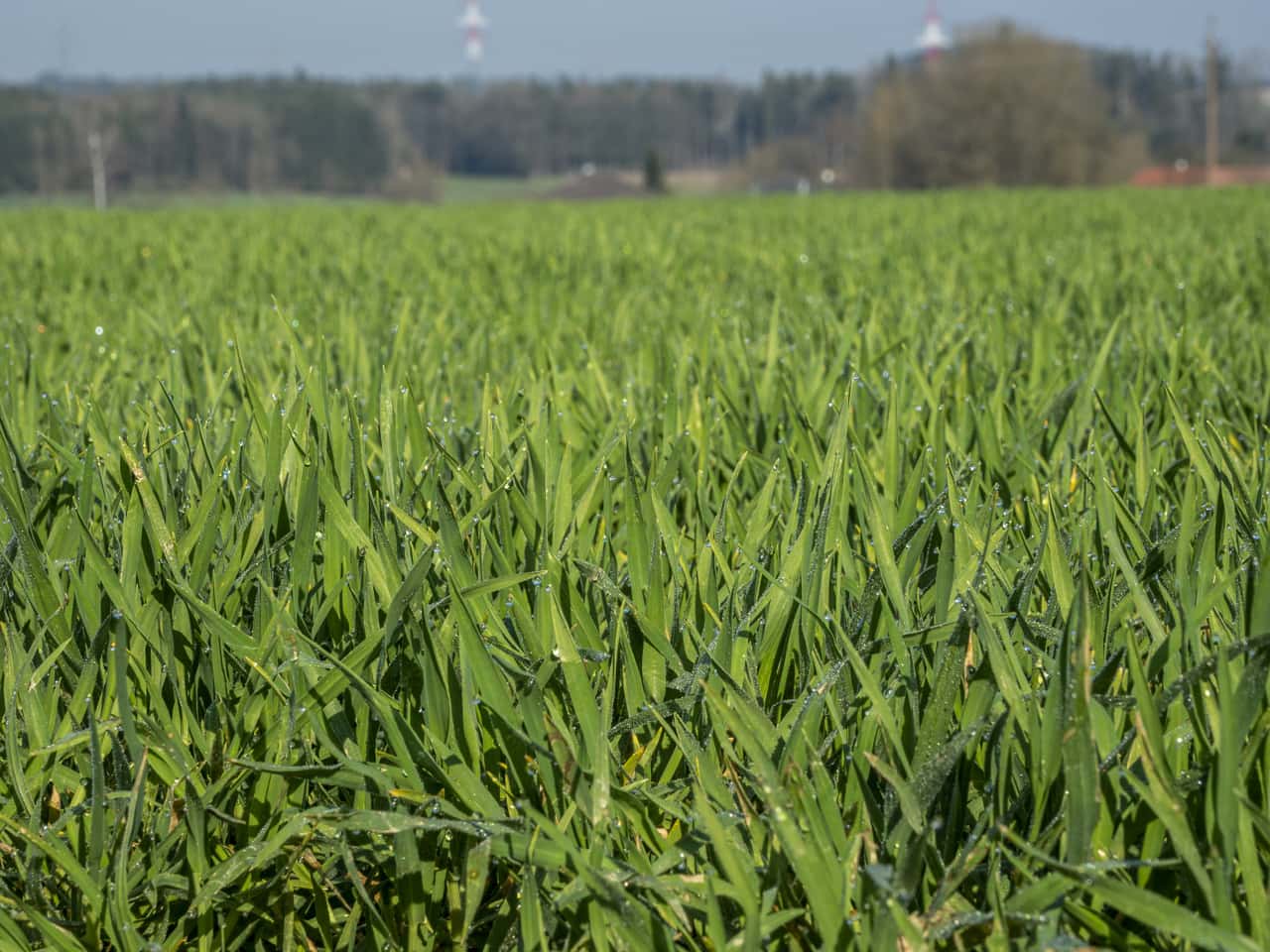 Kostenloses-Webinar-zu-Humins-urebiostimulanzien-Praxiswissen-aus-erster-Hand