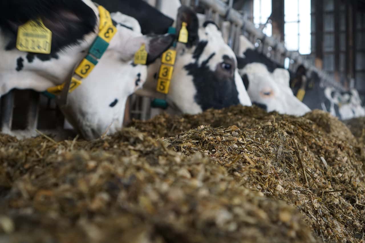 Neuer-Futterzusatz-f-r-einen-stabilen-Stoffwechsel