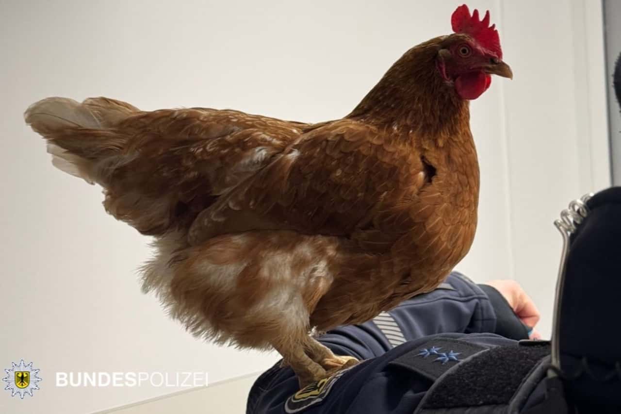 Polizisten-beherbergen-herrenloses-Huhn-am-M-nchner-Hauptbahnhof