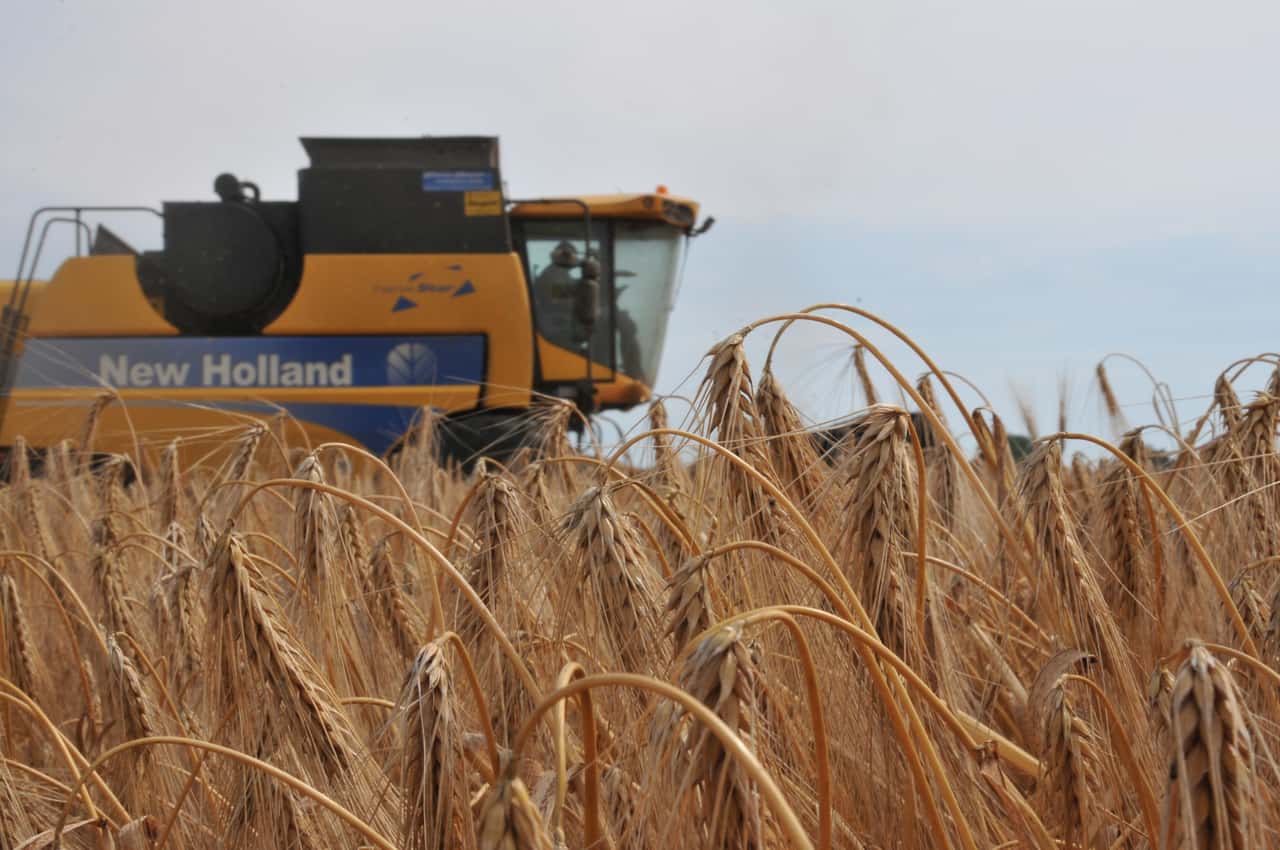 Globale-Gerstenproduktion-steigt-sp-rbar-an