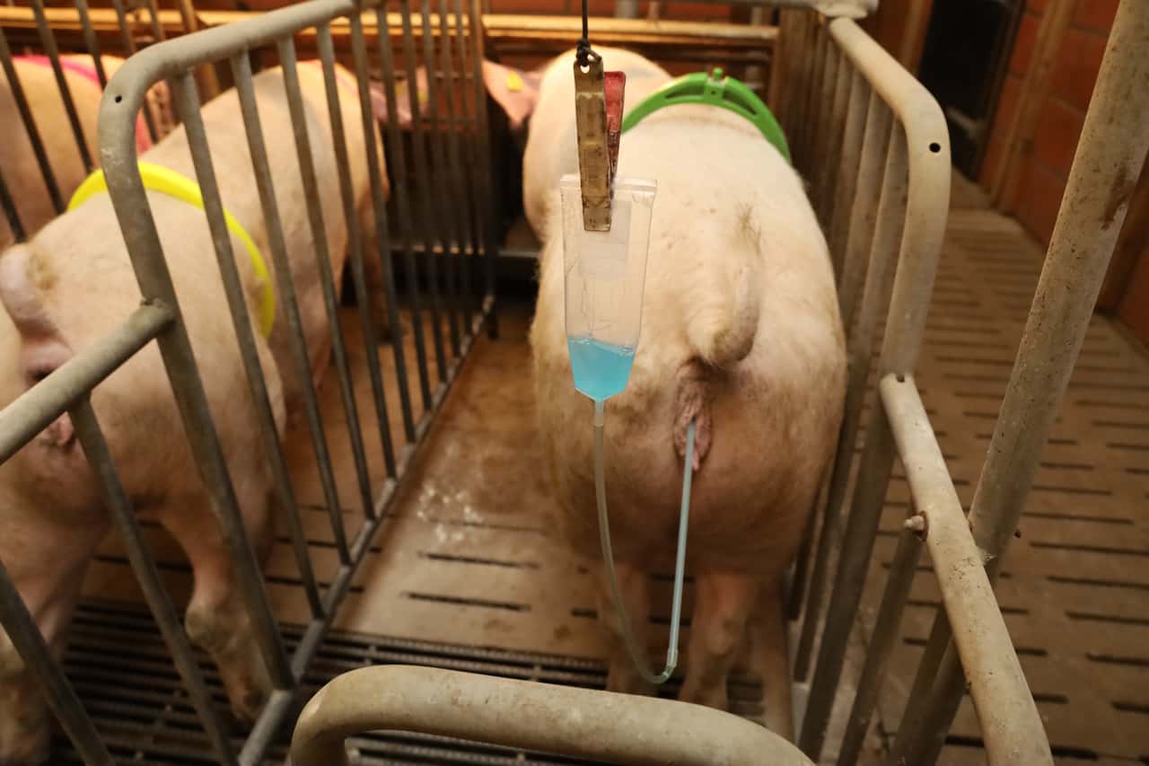 So-steigern-Sie-den-Besamungserfolg-bei-Sauen