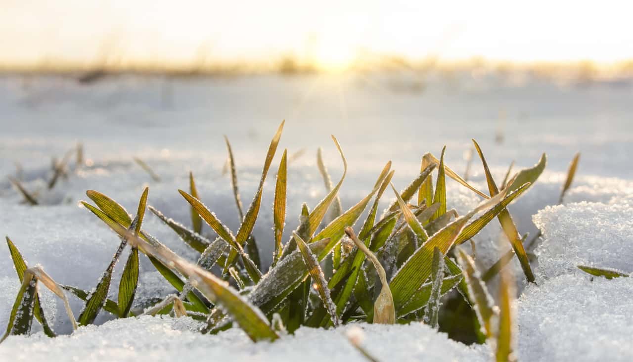 Sorgt-die-K-lte-in-der-Schwarzmeerregion-f-r-steigende-Getreidepreise-