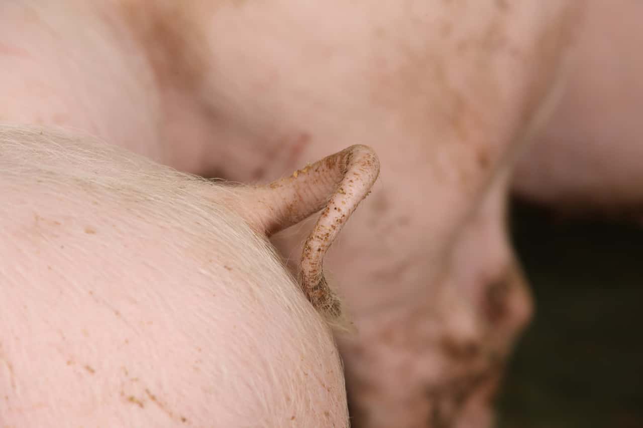 T-nnies-startet-mit-Ringelschwanzpr-mie-f-r-Haltungsform-2